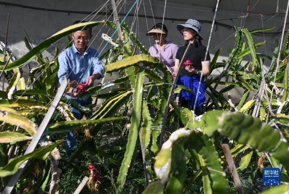 免费炸三张金花游戏下载娱乐版